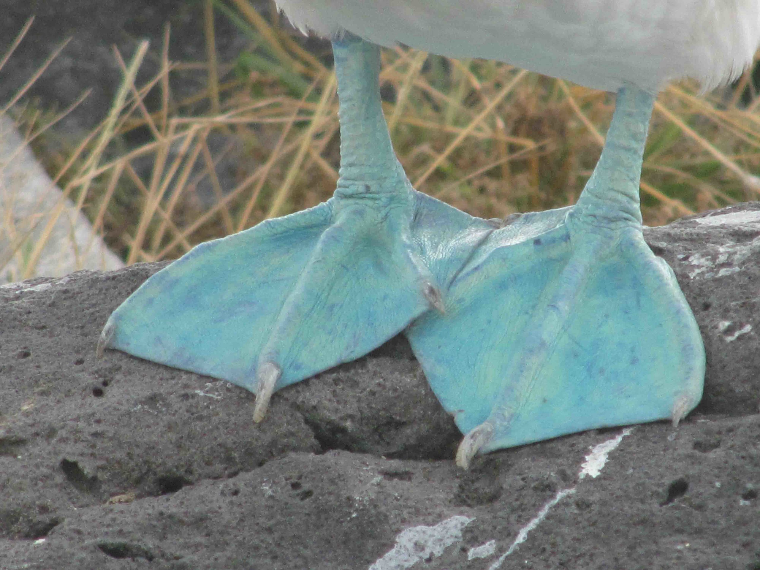 Blue footed galapagos