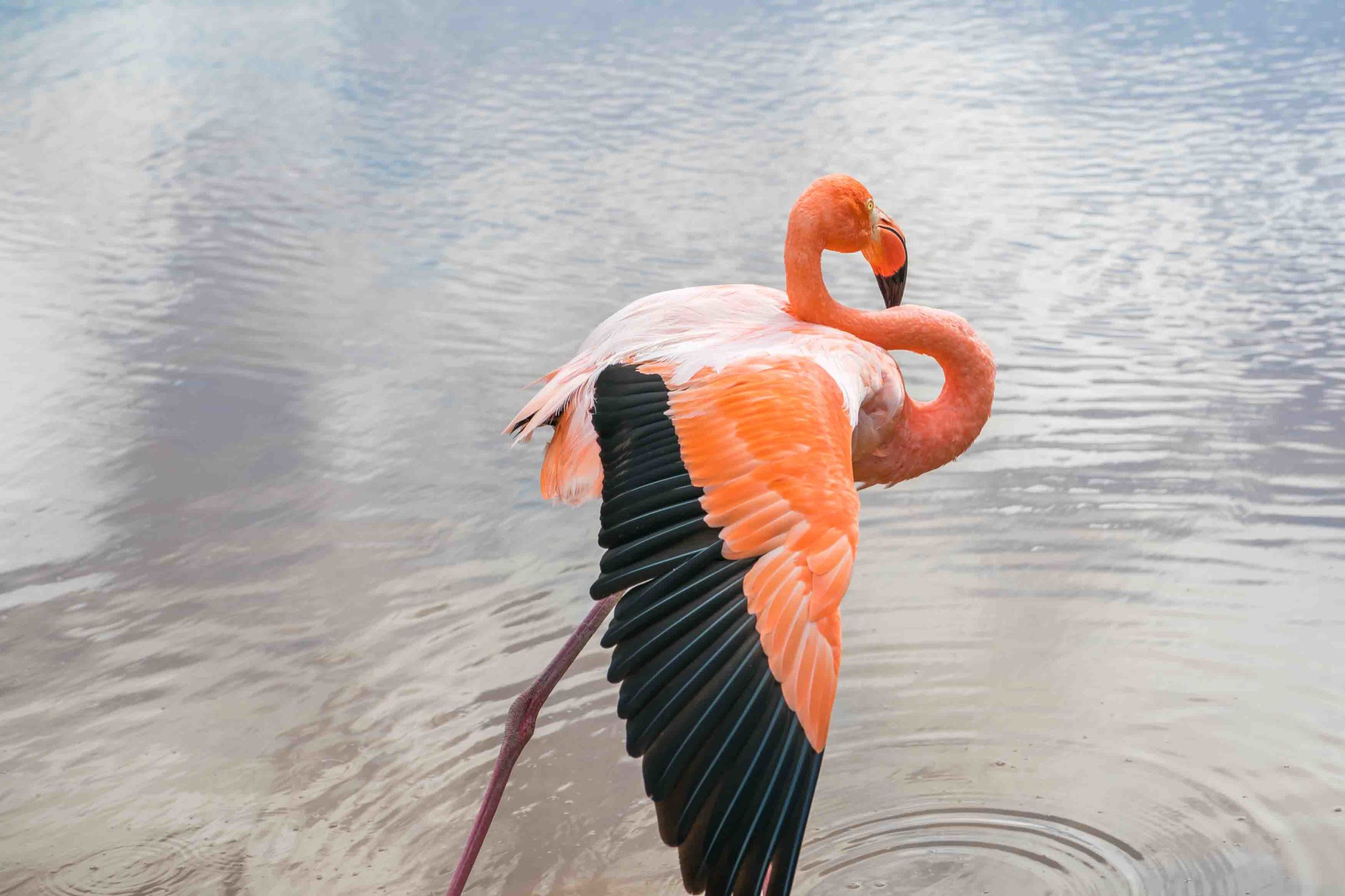 Flamingo galapagos
